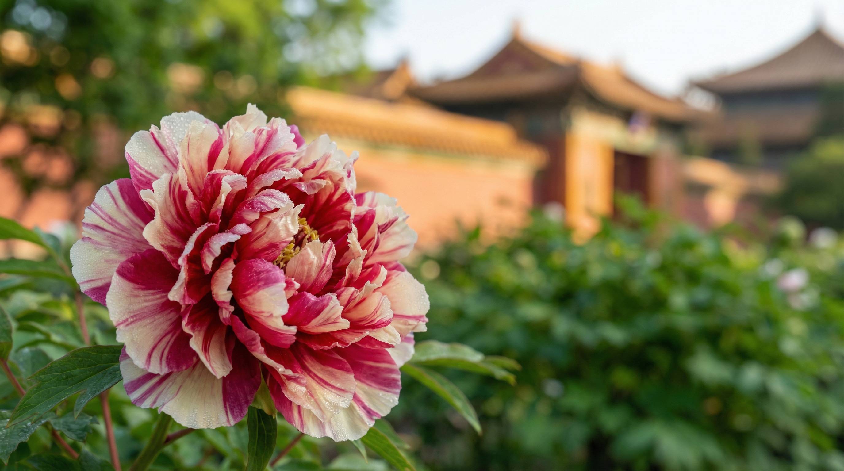 国产主播植物视频 - 牡丹花开视频